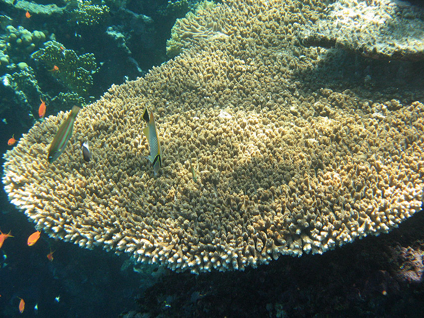 Gro�er Korallenteller