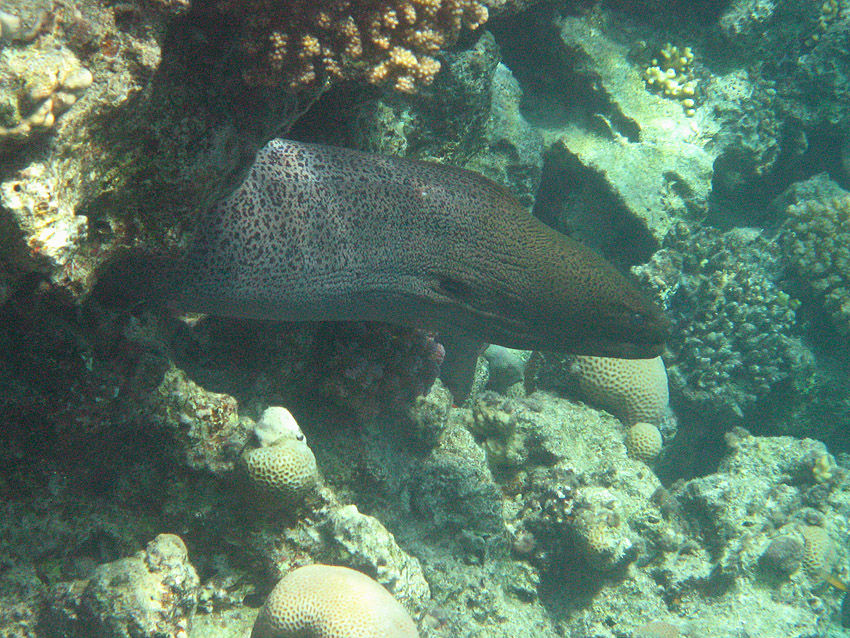 Riesenmur�ne (005)