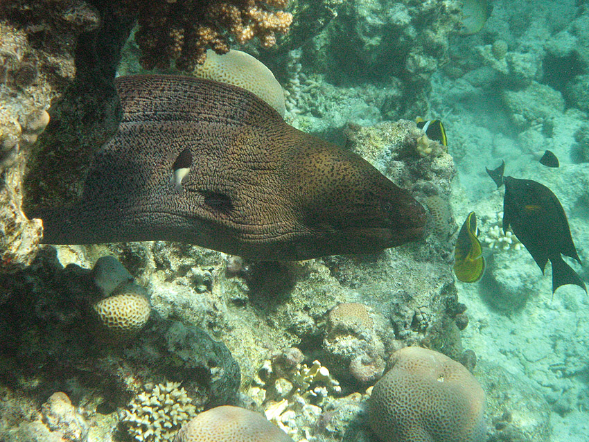 Riesenmur�ne (006)