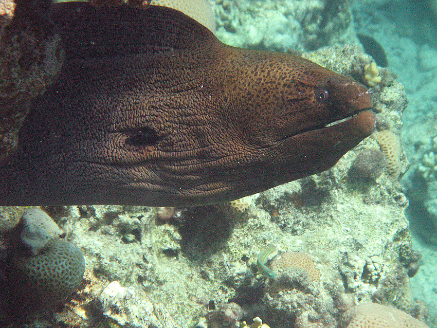 Riesenmur�ne (007)