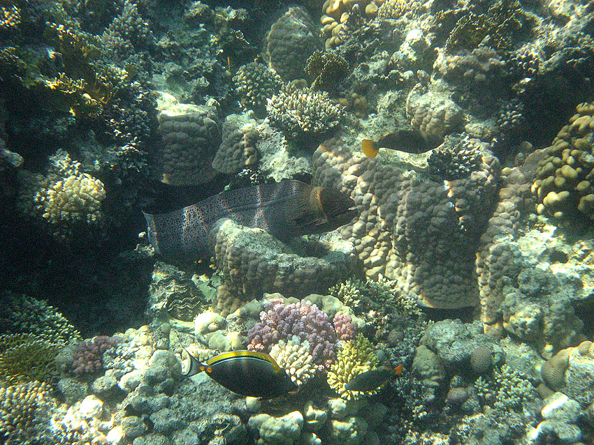 Riesenmur�ne (011)