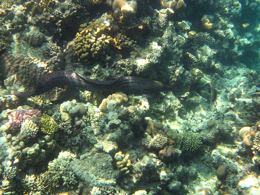 Riesenmur�ne (012)