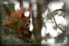 Eichh�rnchen...