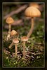 Pilz-Zwerge, wenn wir mal gro� sind... ;-))