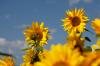 Sonnenblumen (3)