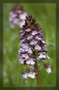 Orchis purpurea  (Nahaufnahme der Bl�te)