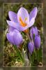 die ersten Krokus bl�hen...