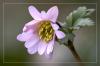 die erste Anemone bl�ht...