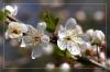 Wildkirschenbl�te...