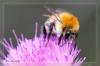 Ackerhummel auf Distelbl�te