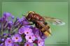 Gro�e Waldschwebfliege auf Sommerfliederbl�te